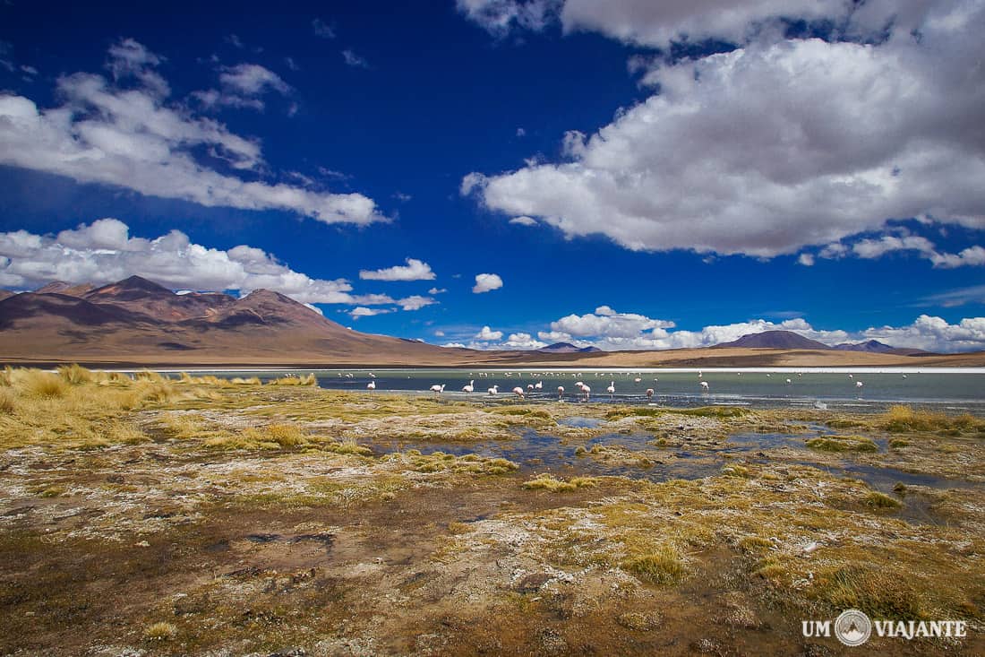 Laguna Cañapas - Flamingos - Bolívia