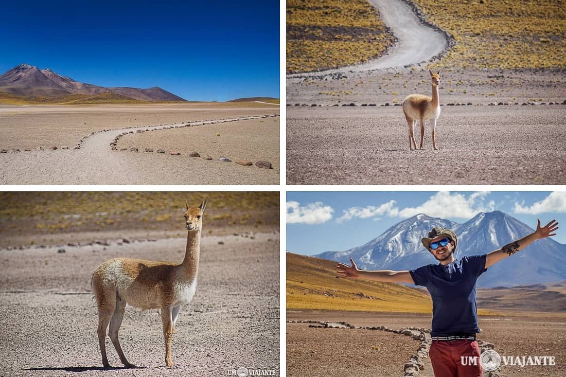 Lagunas Altiplânicas - Vicunha, Um Viajante