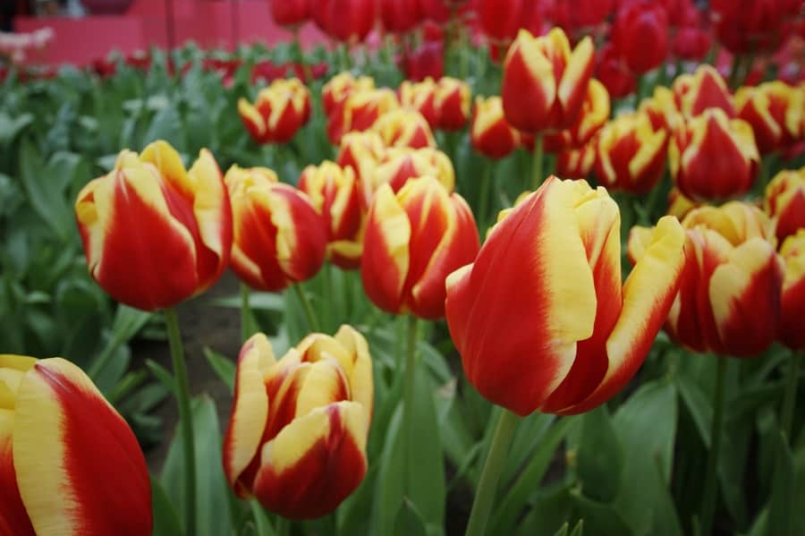 Keukenhof, o parque das tulipas