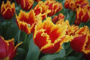 keukenhof, o parque das tulipas