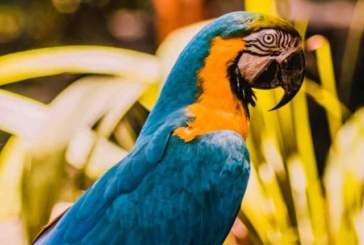 Como é e quanto custa visitar o Parque das Aves