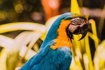 Parque das Aves em 2022: vale a pena visitar?