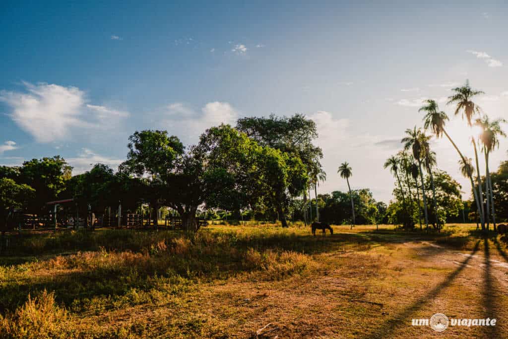 Amanhecer no Pantanal - MS