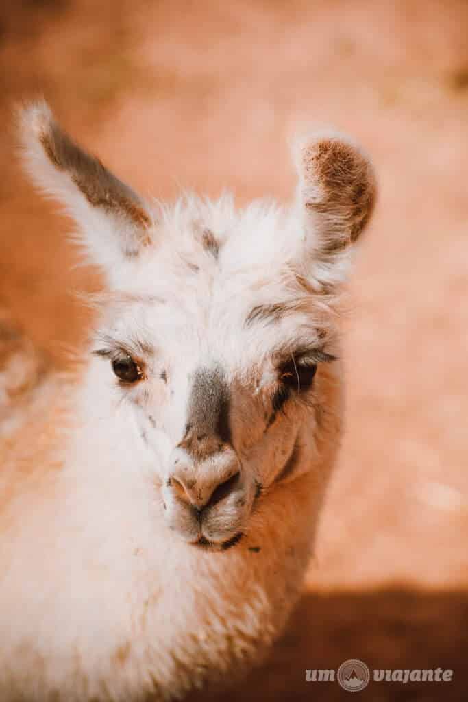 Como é o Nayara Alto Atacama: vale a pena?