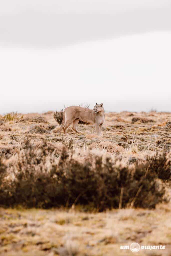 Passeio Ave e Fauna, Torres del Paine - Patagônia