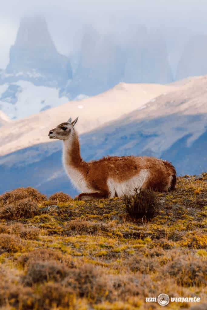 Passeio Ave e Fauna, Torres del Paine - Patagônia