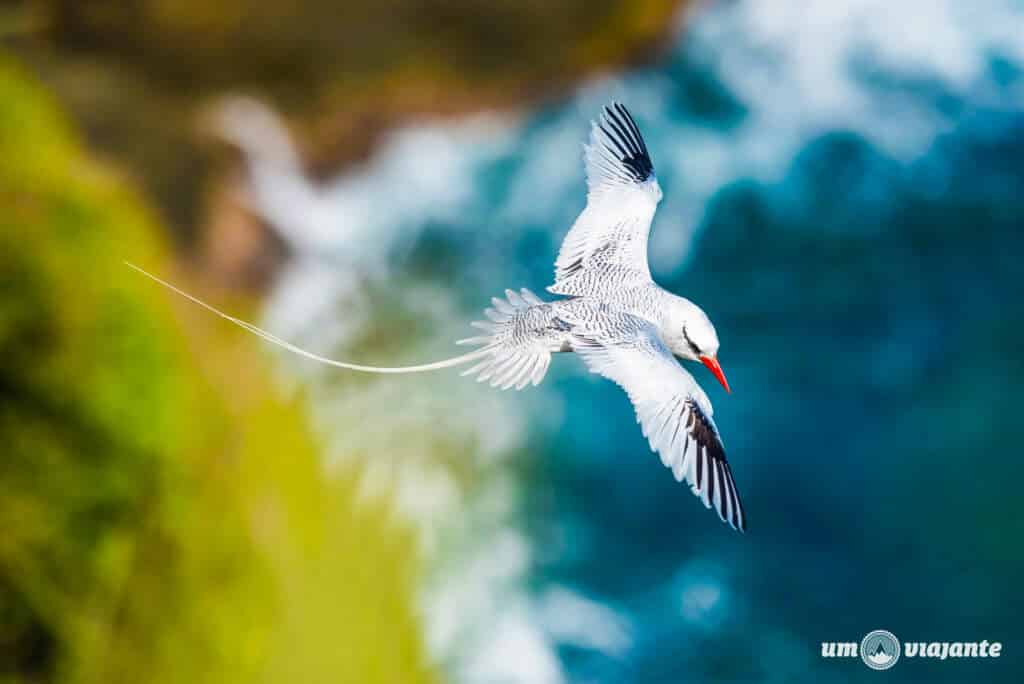  Rabo-de-Junco, Ave símbolo de Noronha