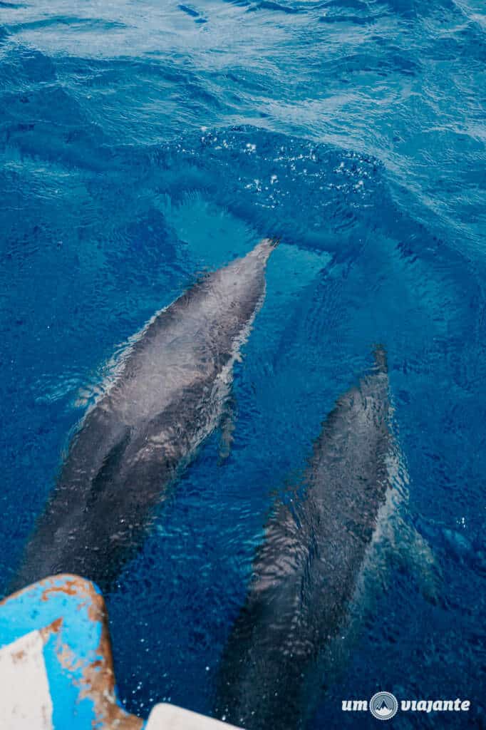 Passeio de Barco Noronha: Melhor passeio!