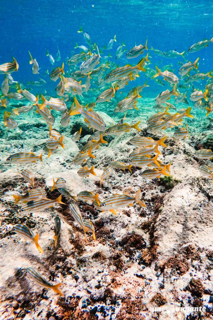 Quantos Dias Ficar em Noronha? Dicas!