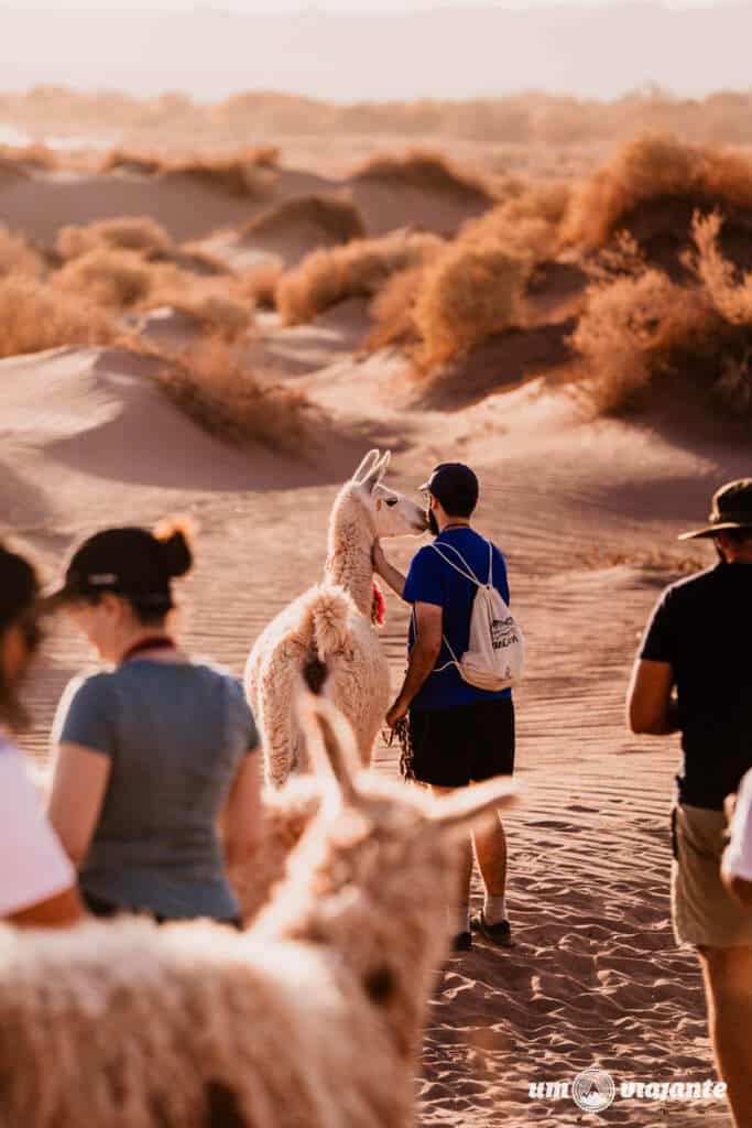 Passeio com lhamas, Roteiro Deserto do Atacama