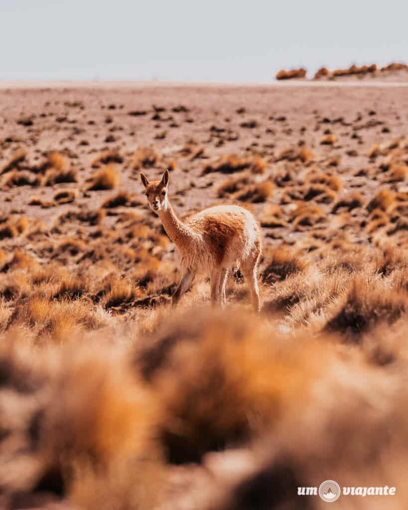 Vicunhas Atacama: Passeio Lagunas Altiplânicas