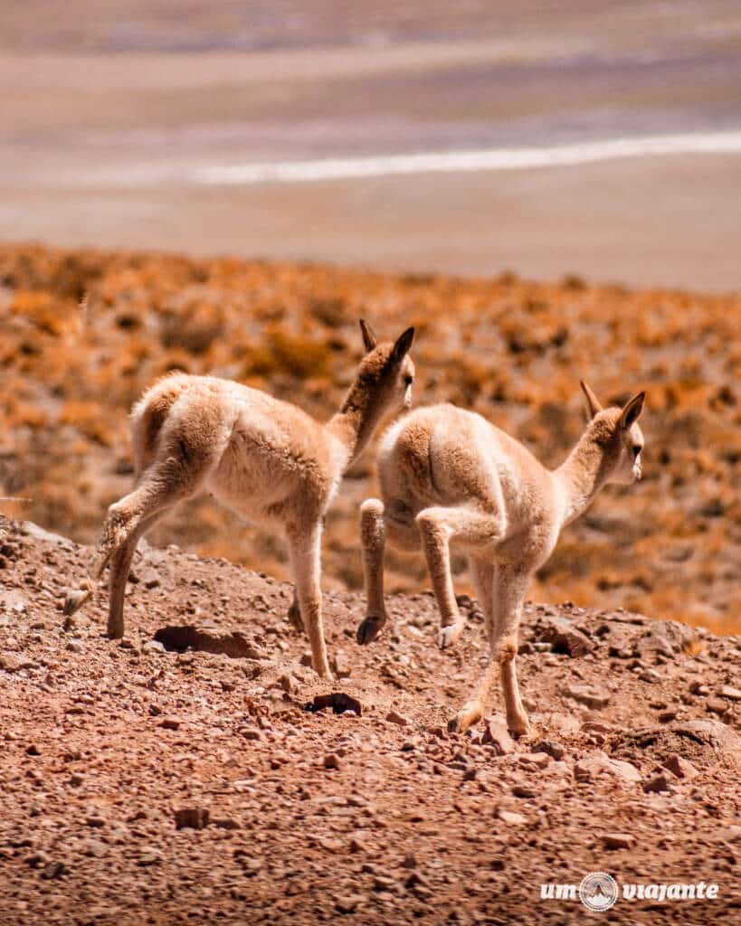 Vicunhas Atacama: Passeio Lagunas Altiplânicas